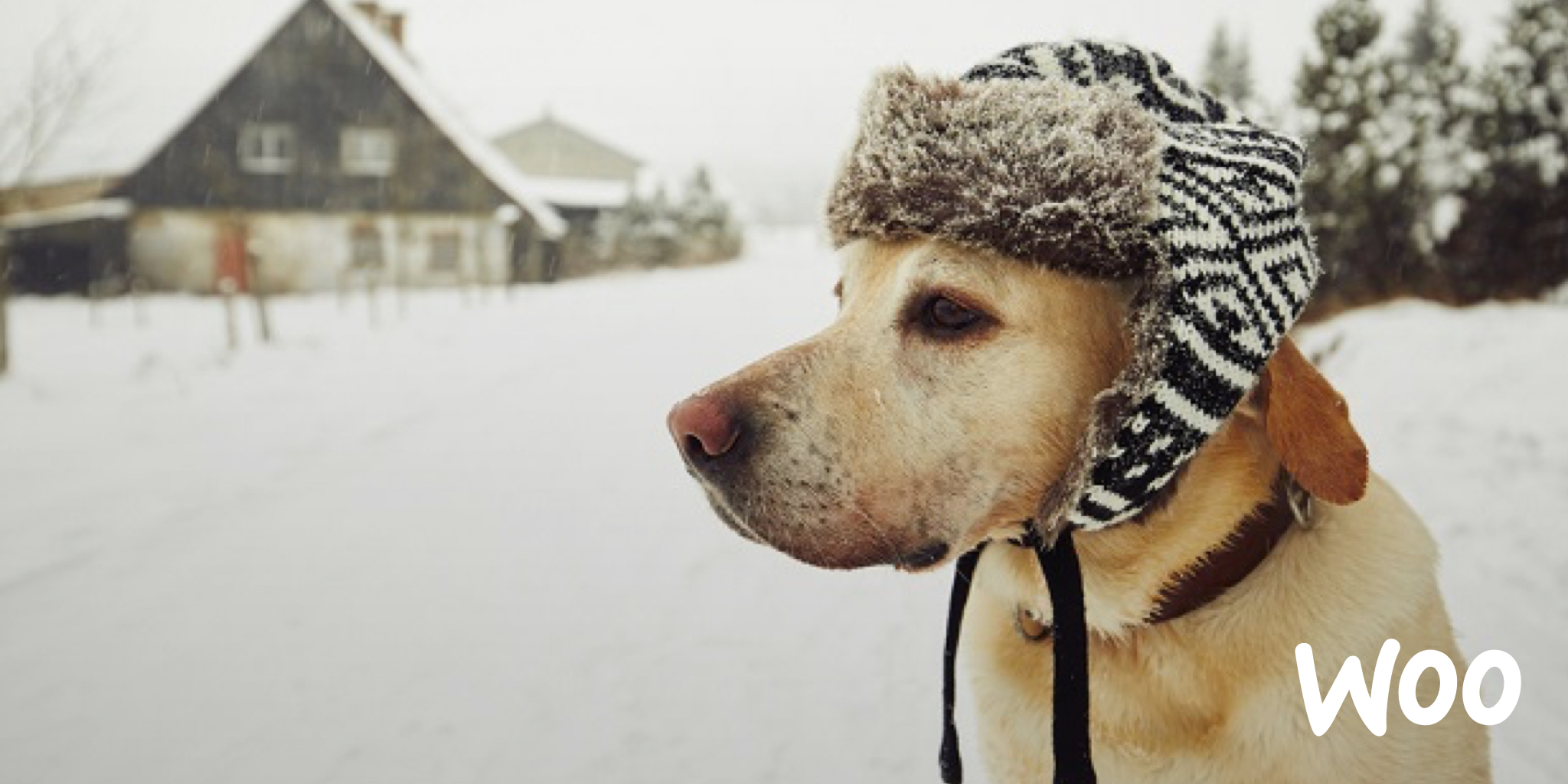 canine genetic disease testing