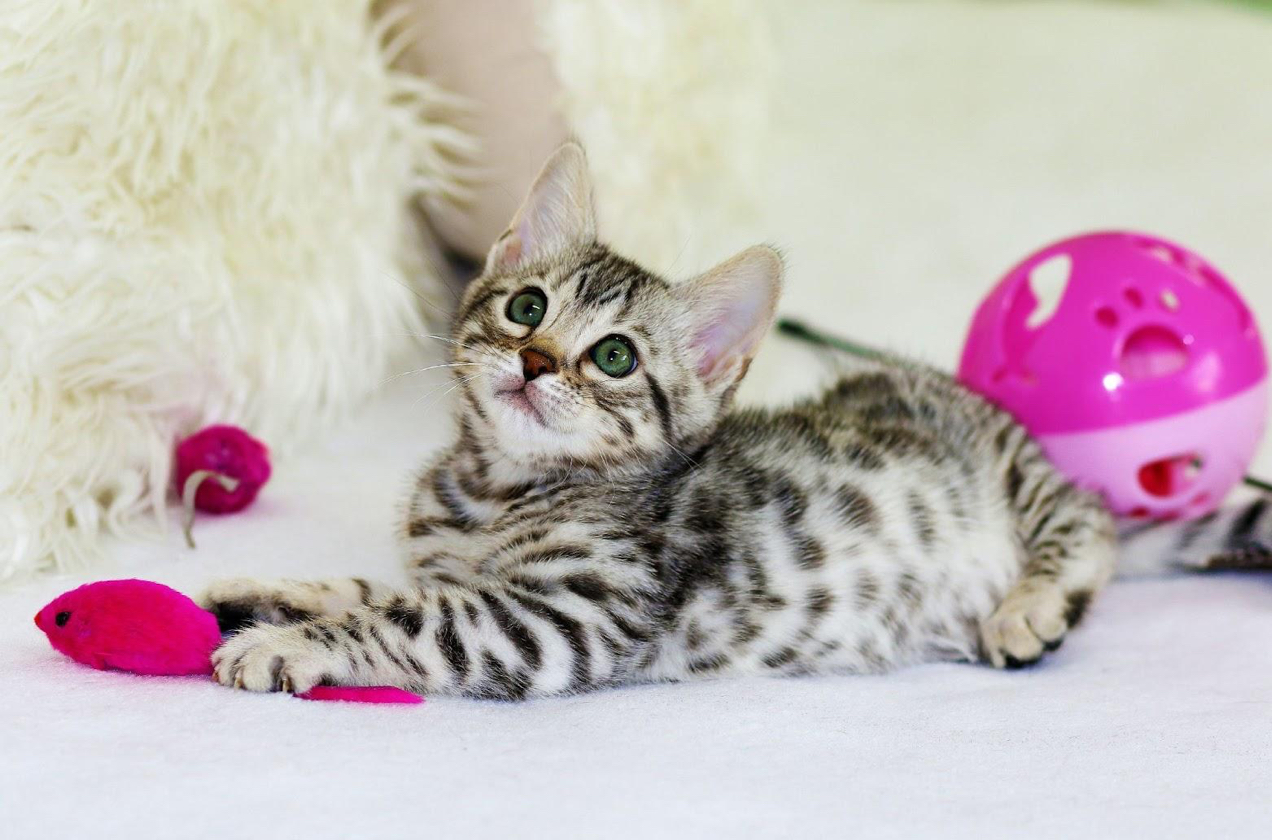 kitten playing with pink toys