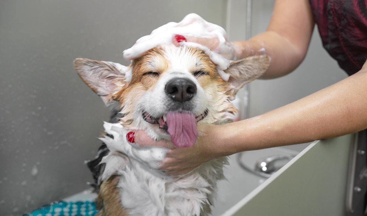 美容师为柯基犬洗澡