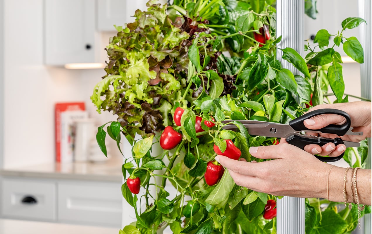 harvesting vegetables from a Gardyn