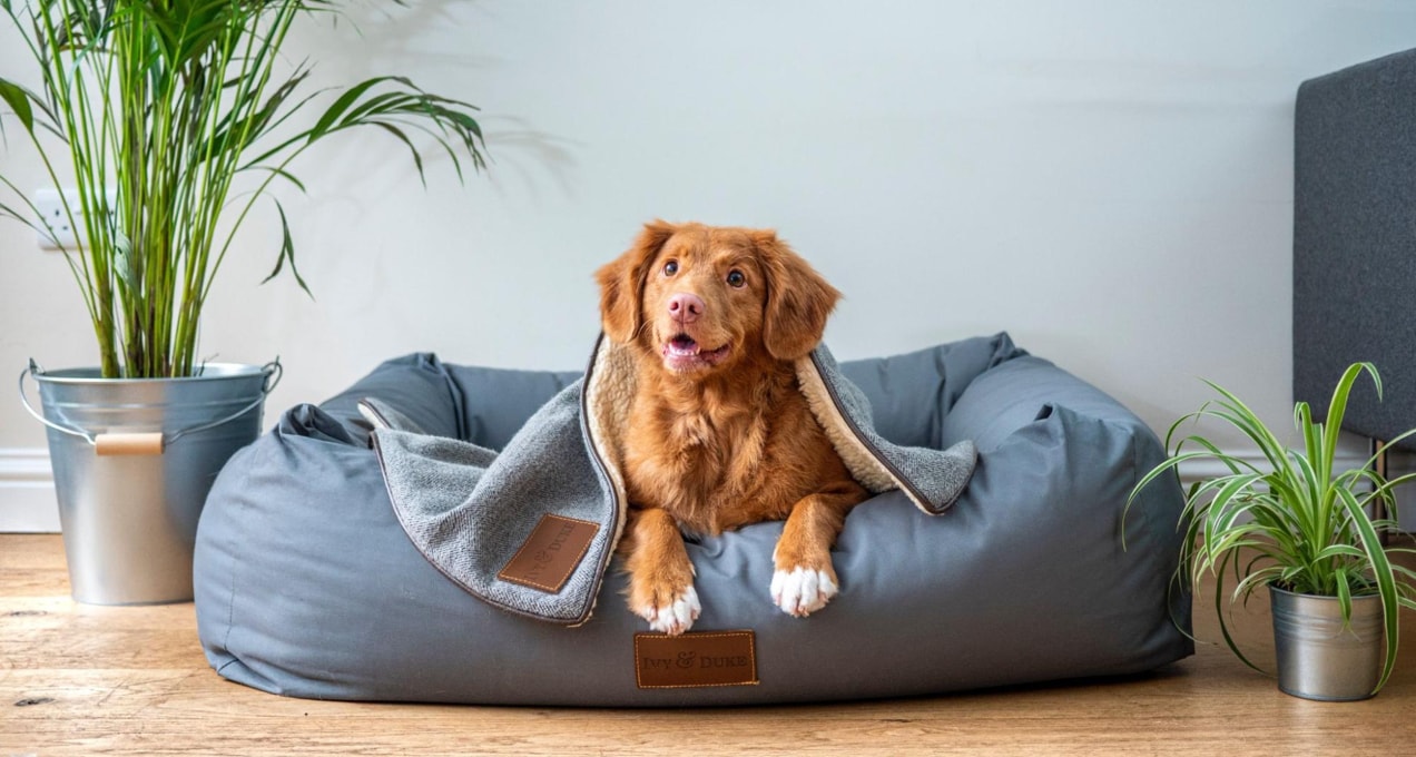 stock photo of a dog on a blue dog bed