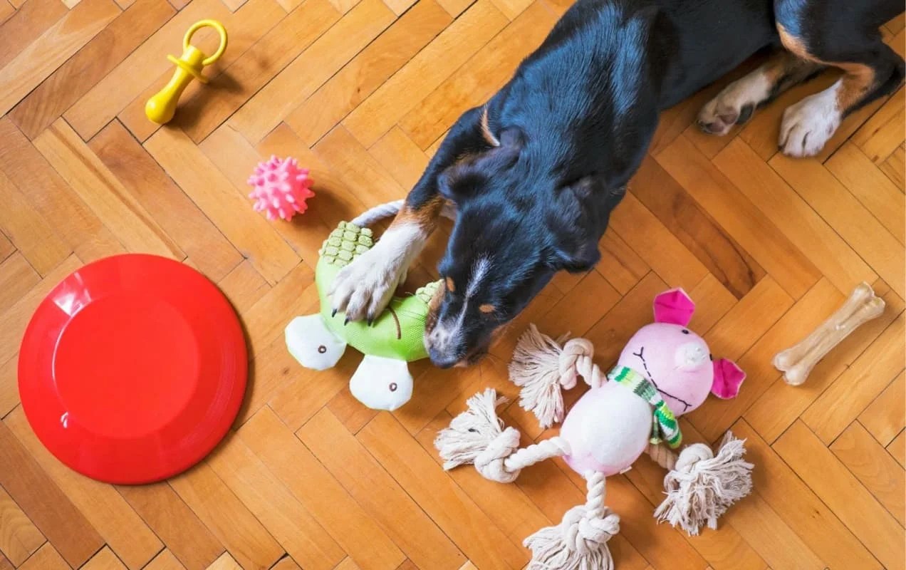 black and brown dog playing with a stack of toys